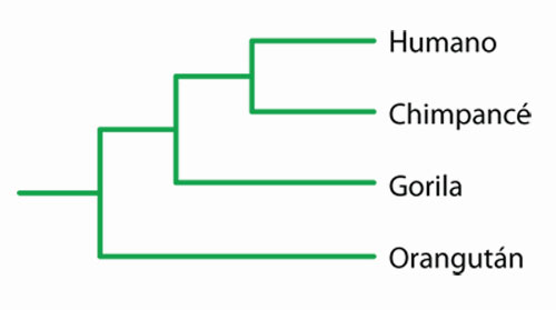 Relaciones evolutivas