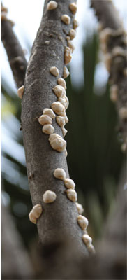 Coccidos en el Palo loco