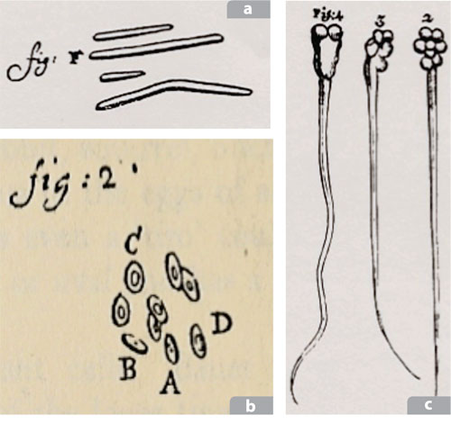 Bacterias, eritocitos y espermatozoides