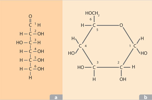 Ejemplo de carbohidrato