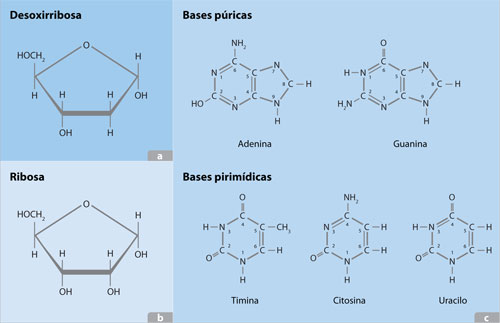 Las pentosas y las bases nitrogenadas