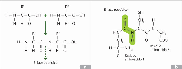 Enlace peptídico