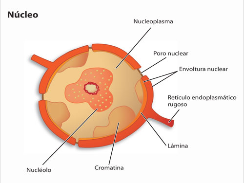 Núcleo celular