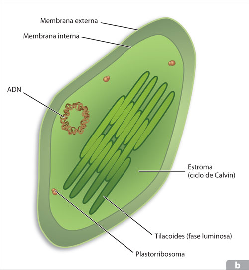 Esquema de un cloroplasto