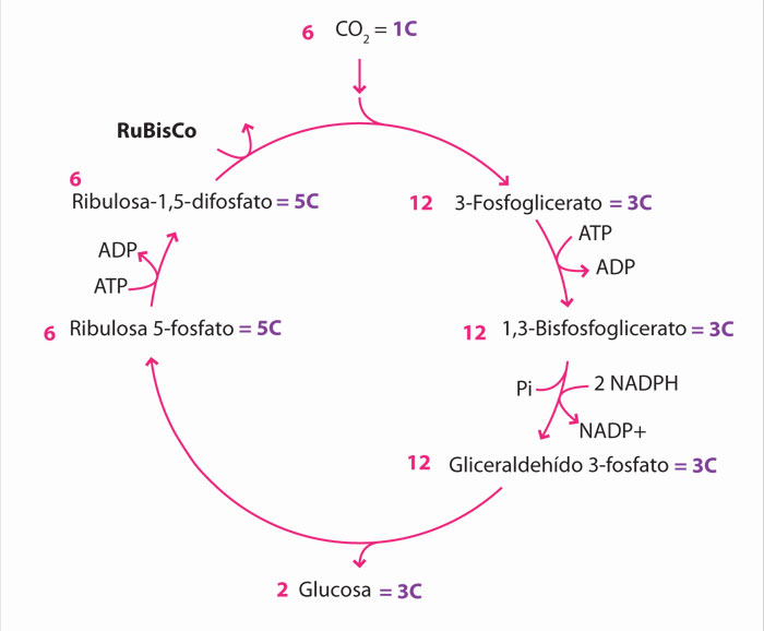 Esquema del ciclo de Krebs