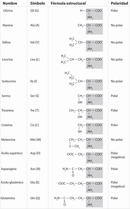 Los 20 aminoácidos