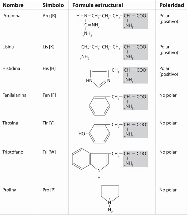 Los 20 aminoácidos 2