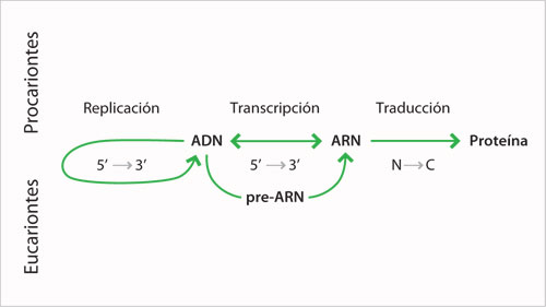 Biología molecular