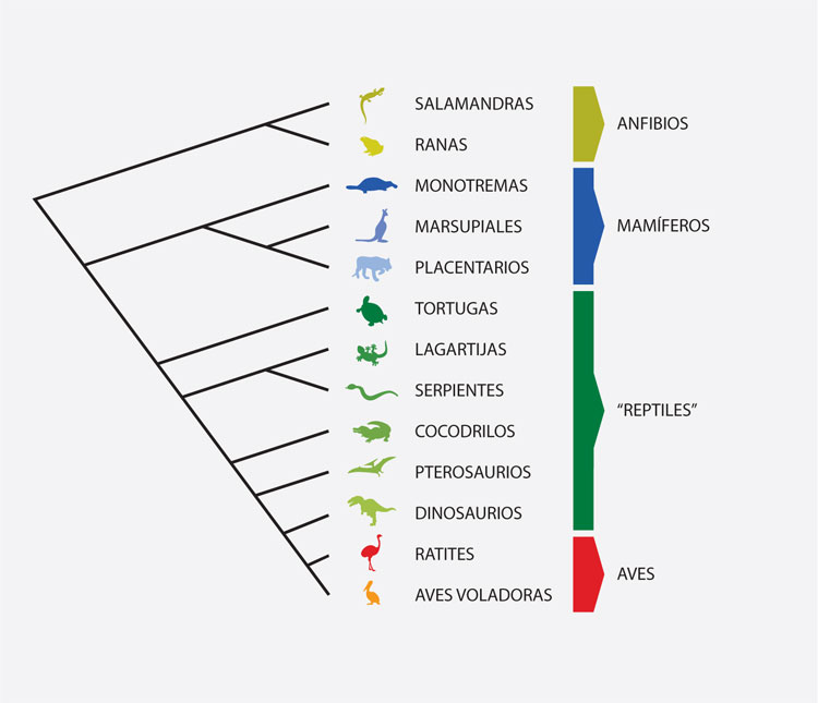 Cladograma