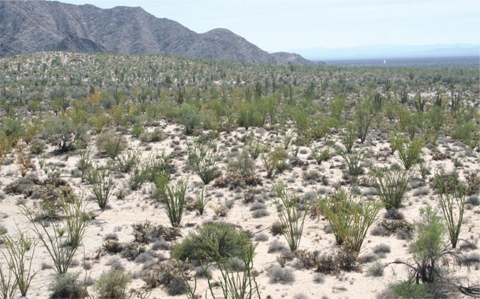 Matorral xerófilo