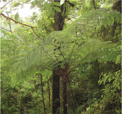 Bosque mesófilo