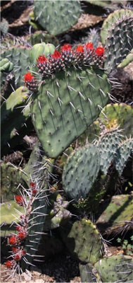 Opuntia stenopetala