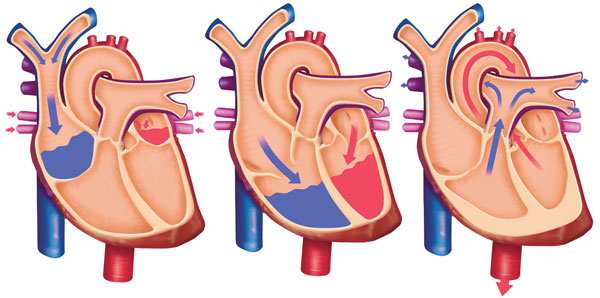 Corazón ciclo cardiaco