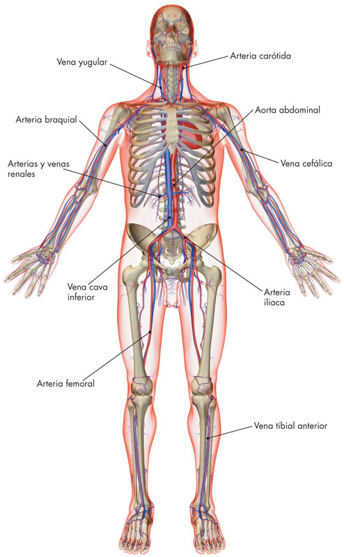 Cuerpo humano sistema cardiovascular