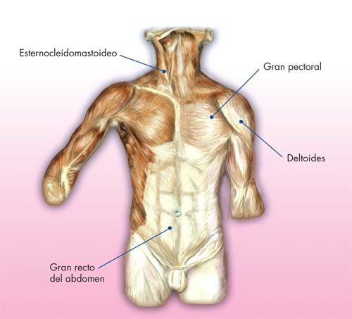 Músculos del tronco