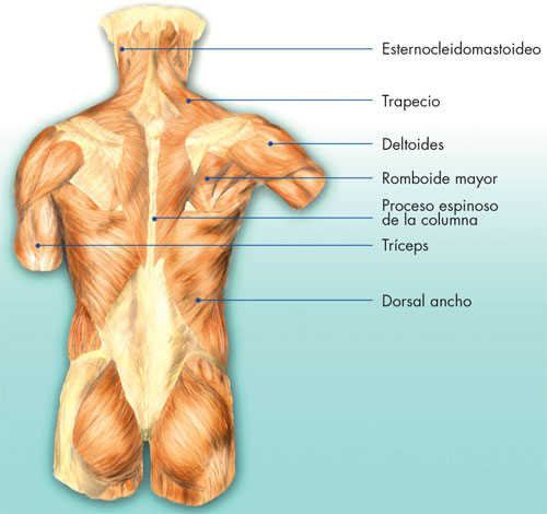 Musculos del tronco posterior